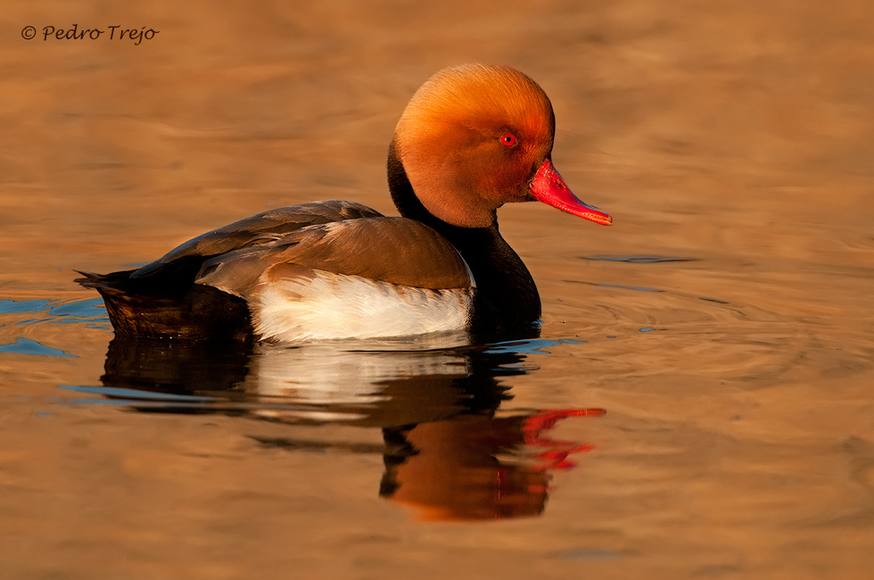 Pato colorado (Netta rufina)